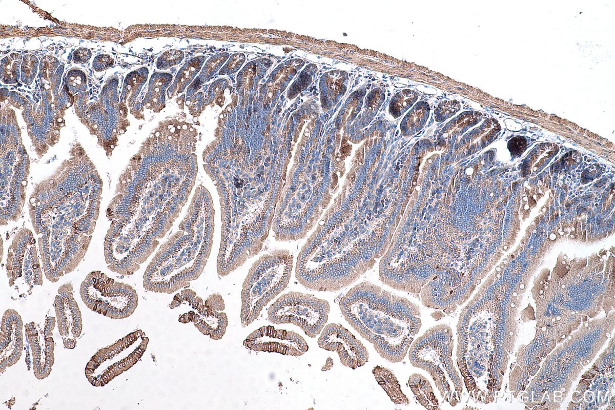 Immunohistochemical analysis of paraffin-embedded mouse small intestine tissue slide using KHC0575 (MTCO2 IHC Kit).
