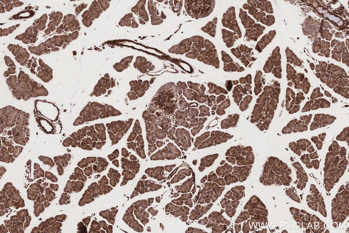 Immunohistochemical analysis of paraffin-embedded rat pancreas tissue slide using KHC3160 (MTCO3 IHC Kit).