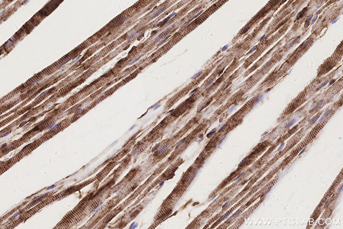 Immunohistochemical analysis of paraffin-embedded rat heart tissue slide using KHC3160 (MTCO3 IHC Kit).