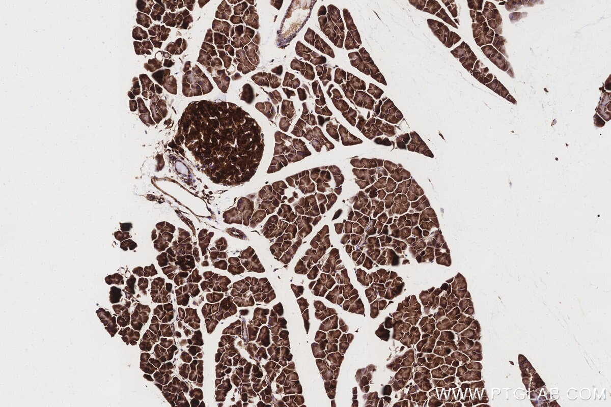 Immunohistochemical analysis of paraffin-embedded mouse pancreas tissue slide using KHC3160 (MTCO3 IHC Kit).