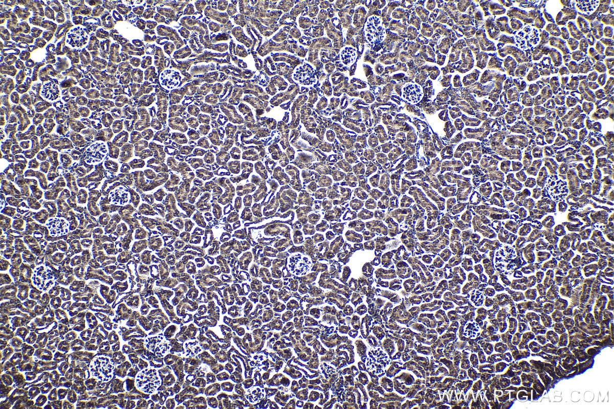 Immunohistochemical analysis of paraffin-embedded mouse kidney tissue slide using KHC1366 (MTDH IHC Kit).