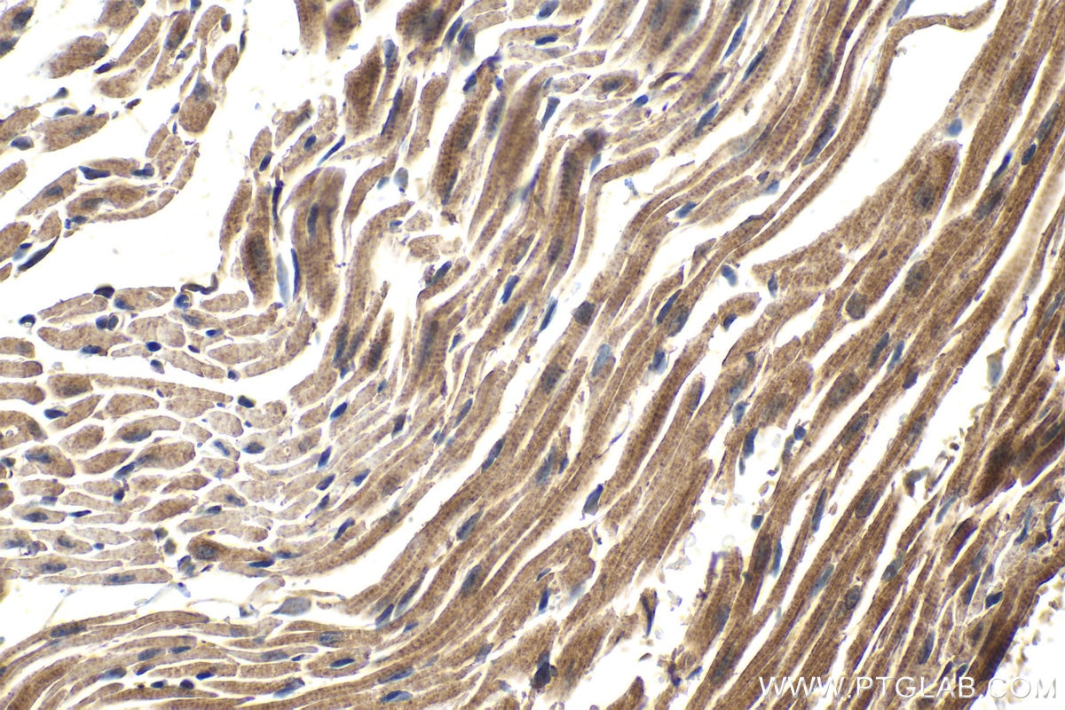 Immunohistochemical analysis of paraffin-embedded mouse heart tissue slide using KHC1635 (MTPN IHC Kit).