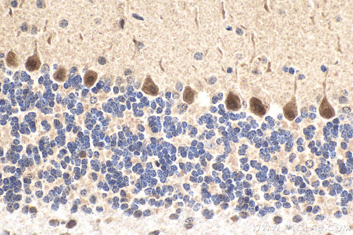 Immunohistochemical analysis of paraffin-embedded mouse cerebellum tissue slide using KHC1635 (MTPN IHC Kit).