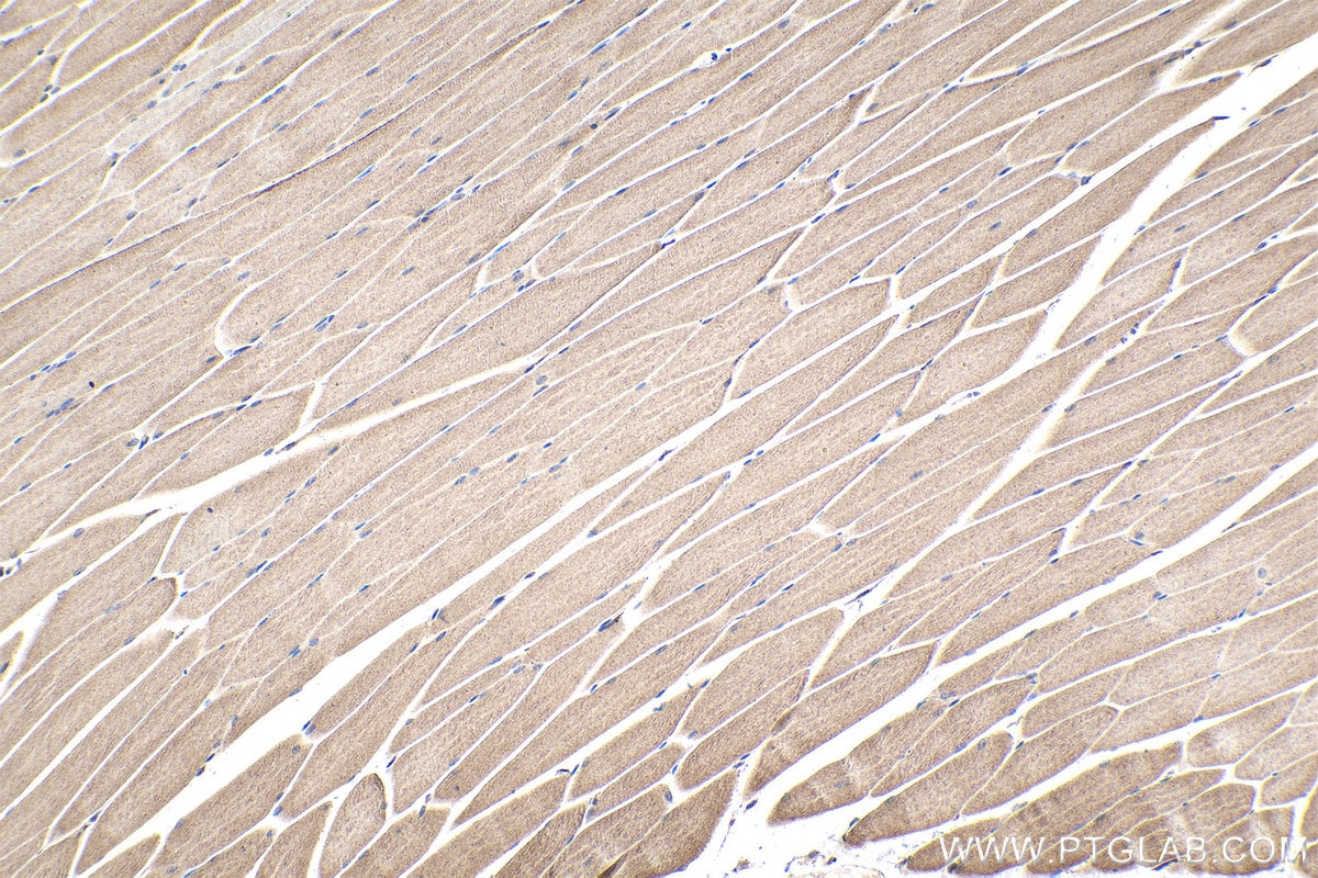 Immunohistochemical analysis of paraffin-embedded mouse skeletal muscle tissue slide using KHC1635 (MTPN IHC Kit).