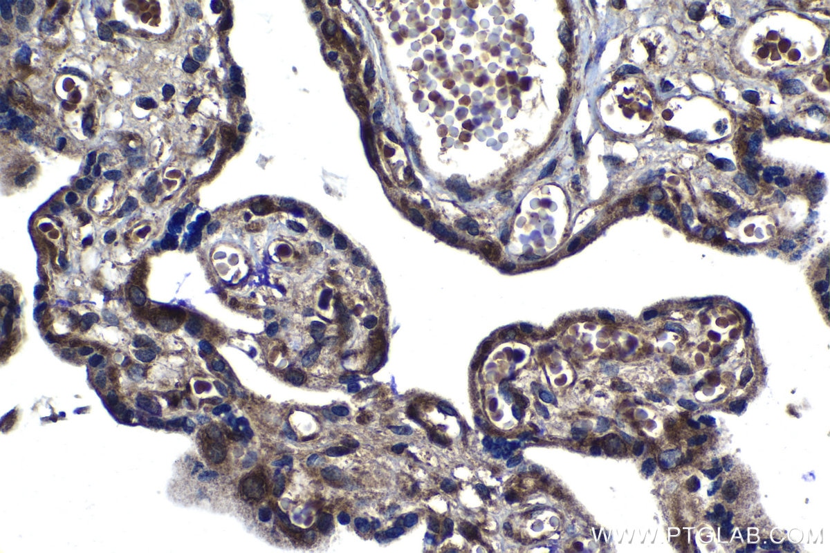 Immunohistochemical analysis of paraffin-embedded human placenta tissue slide using KHC1217 (MTR IHC Kit).