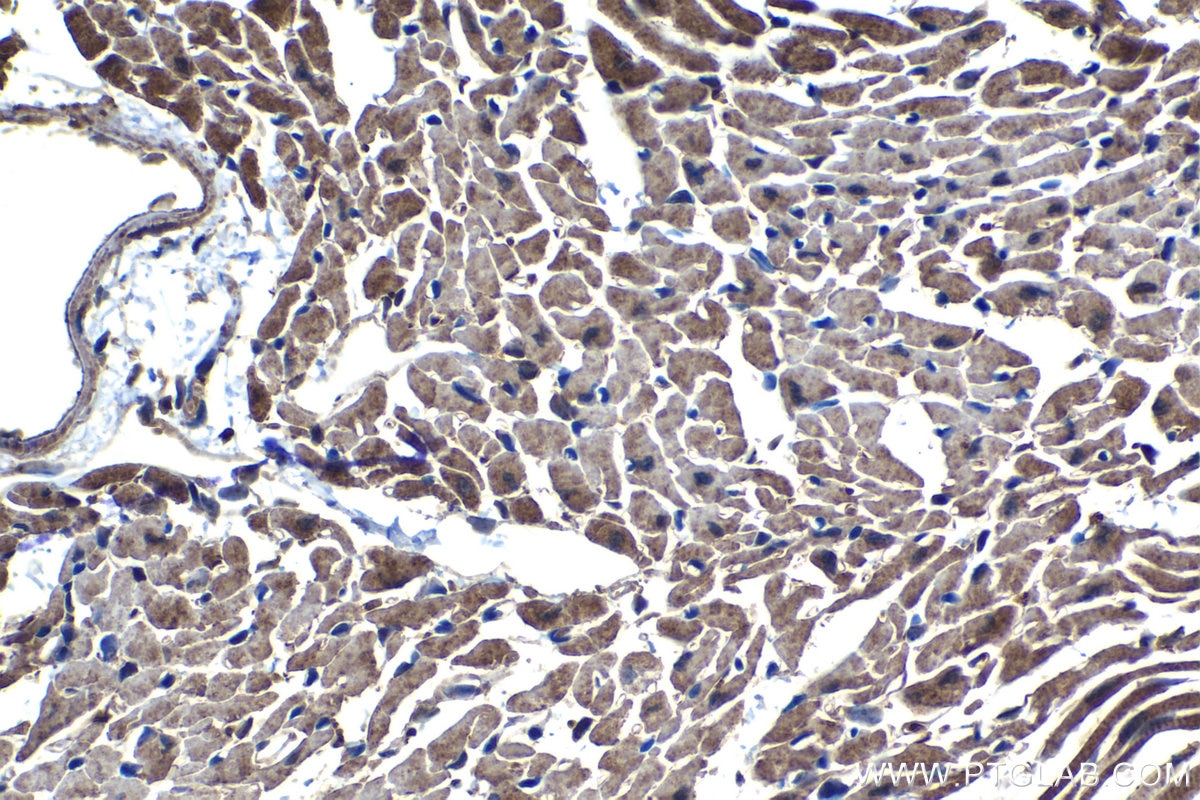 Immunohistochemical analysis of paraffin-embedded mouse heart tissue slide using KHC1217 (MTR IHC Kit).