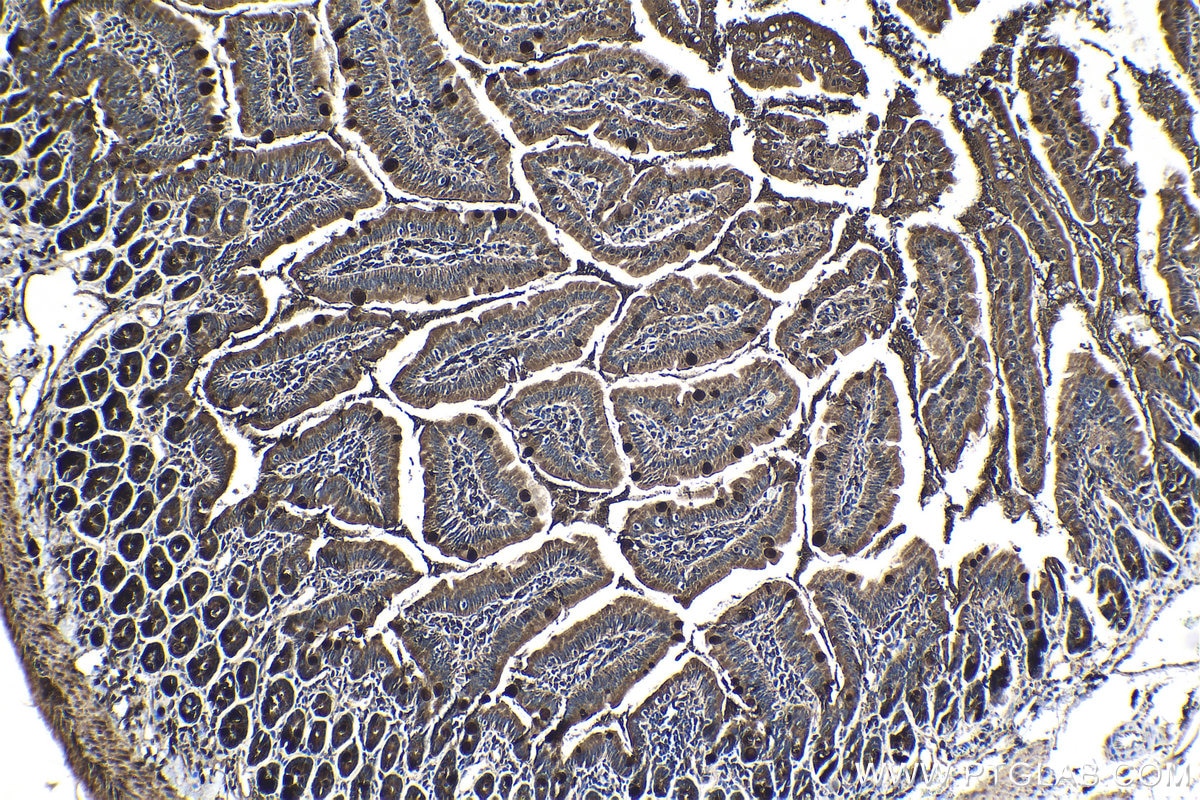 Immunohistochemical analysis of paraffin-embedded mouse small intestine tissue slide using KHC1327 (MUC2 IHC Kit).