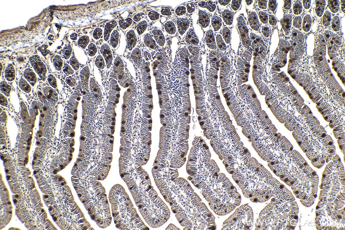 Immunohistochemical analysis of paraffin-embedded rat small intestine tissue slide using KHC1327 (MUC2 IHC Kit).