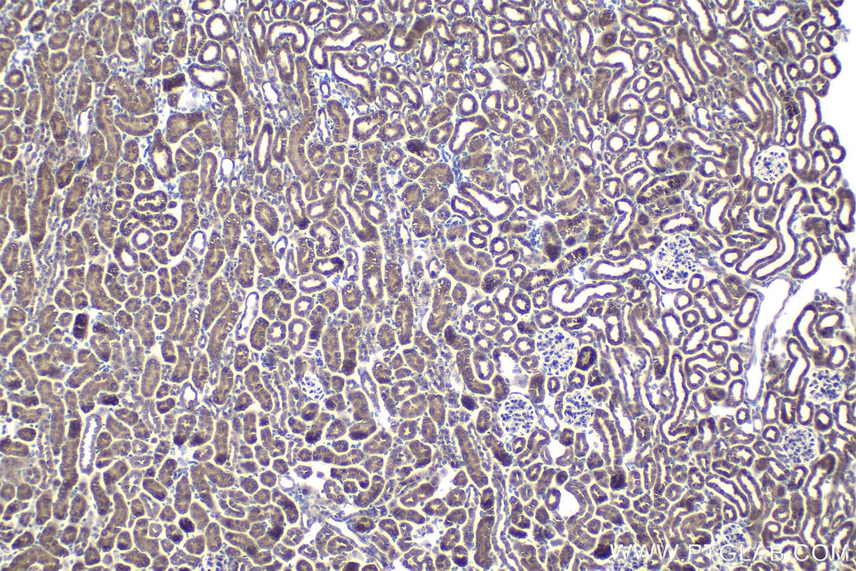 Immunohistochemical analysis of paraffin-embedded mouse kidney tissue slide using KHC1021 (MUT IHC Kit).