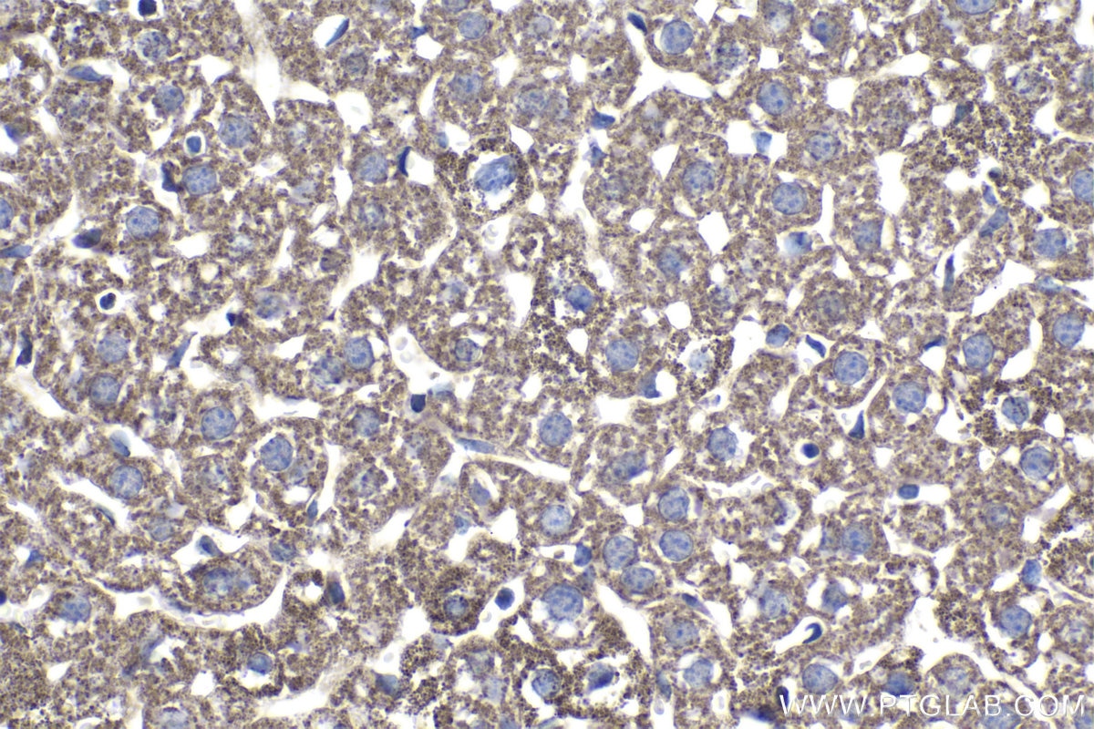 Immunohistochemical analysis of paraffin-embedded mouse liver tissue slide using KHC1021 (MUT IHC Kit).