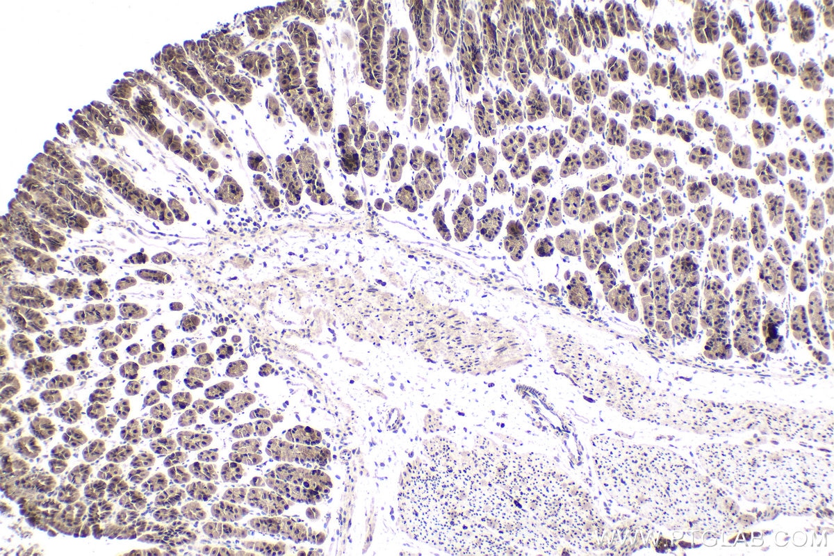 Immunohistochemical analysis of paraffin-embedded mouse stomach tissue slide using KHC1924 (MYD88 IHC Kit).