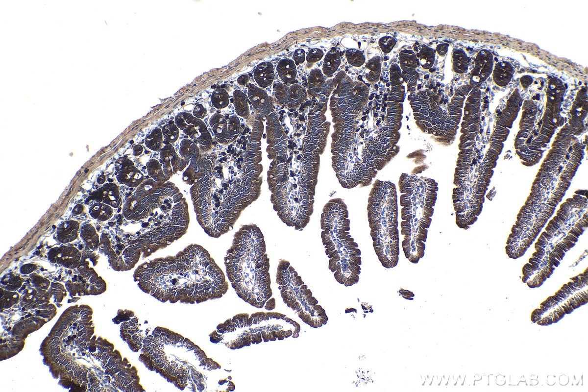 Immunohistochemical analysis of paraffin-embedded mouse small intestine tissue slide using KHC1139 (MYDGF IHC Kit).