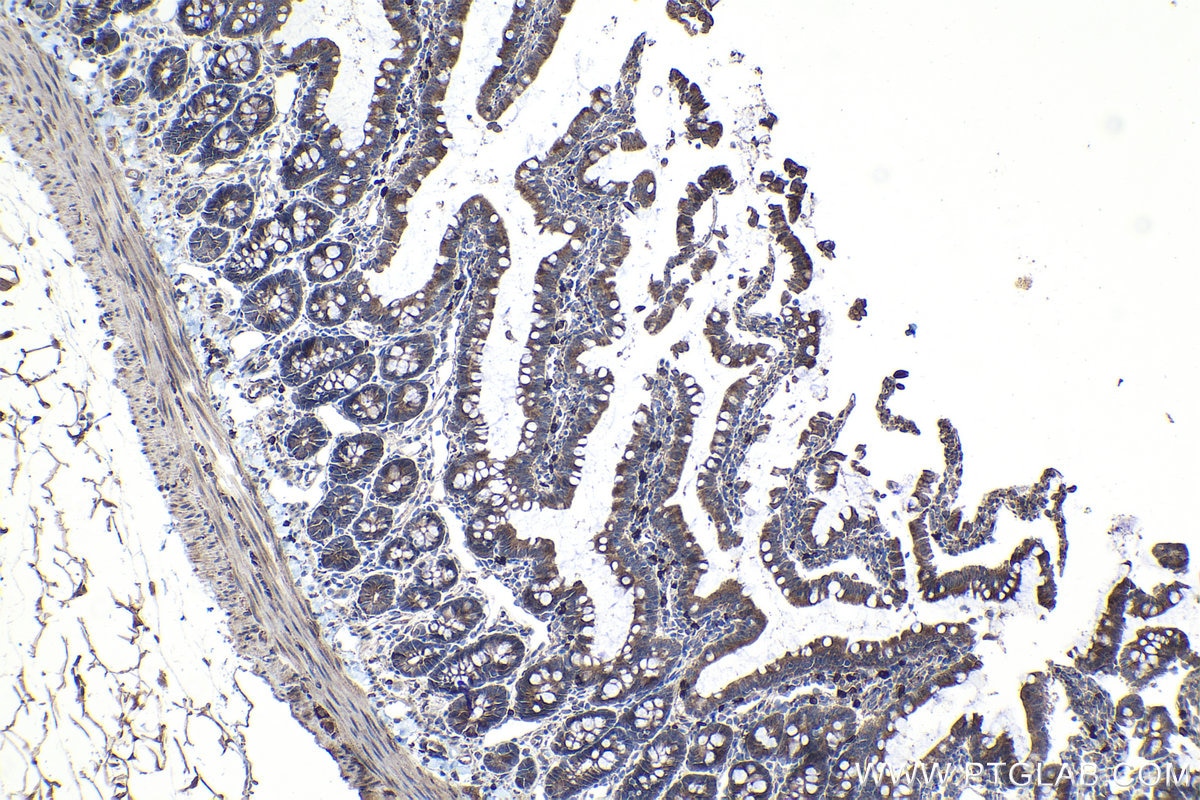Immunohistochemical analysis of paraffin-embedded rat small intestine tissue slide using KHC1139 (MYDGF IHC Kit).