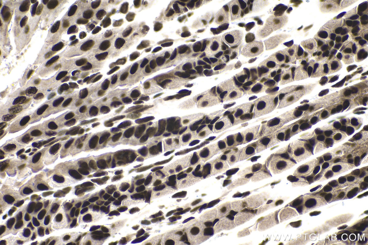 Immunohistochemical analysis of paraffin-embedded mouse stomach tissue slide using KHC1385 (MYEF2 IHC Kit).
