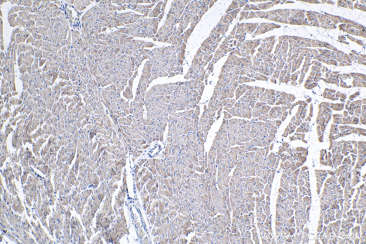 Immunohistochemical analysis of paraffin-embedded rat heart tissue slide using KHC0341 (MYH6 IHC Kit).