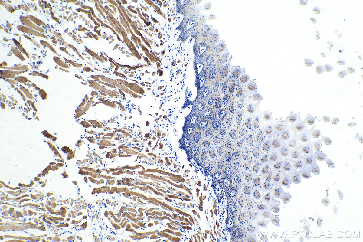 Immunohistochemical analysis of paraffin-embedded mouse tongue tissue slide using KHC0335 (MYL1 IHC Kit).