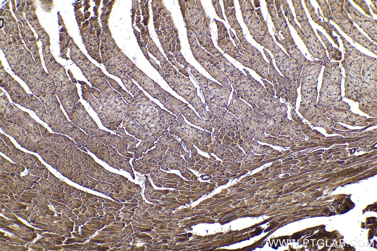 Immunohistochemical analysis of paraffin-embedded mouse heart tissue slide using KHC0348 (MYL12A IHC Kit).