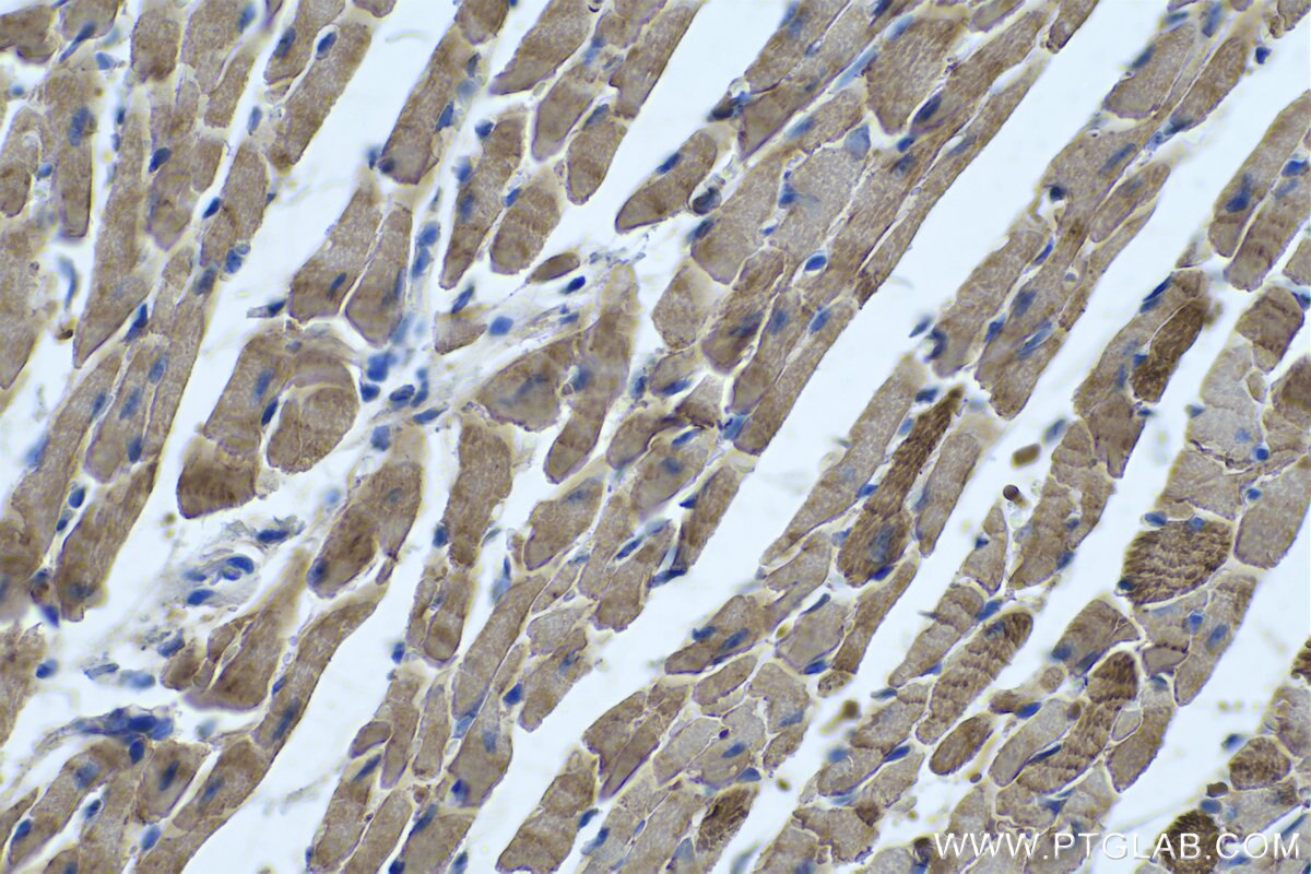 Immunohistochemical analysis of paraffin-embedded mouse heart tissue slide using KHC0336 (MYL2 IHC Kit).