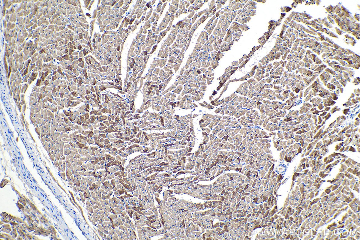 Immunohistochemical analysis of paraffin-embedded rat heart tissue slide using KHC0336 (MYL2 IHC Kit).