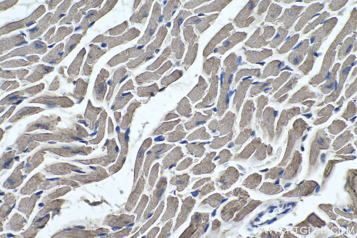 Immunohistochemical analysis of paraffin-embedded mouse heart tissue slide using KHC0338 (MYL3 IHC Kit).