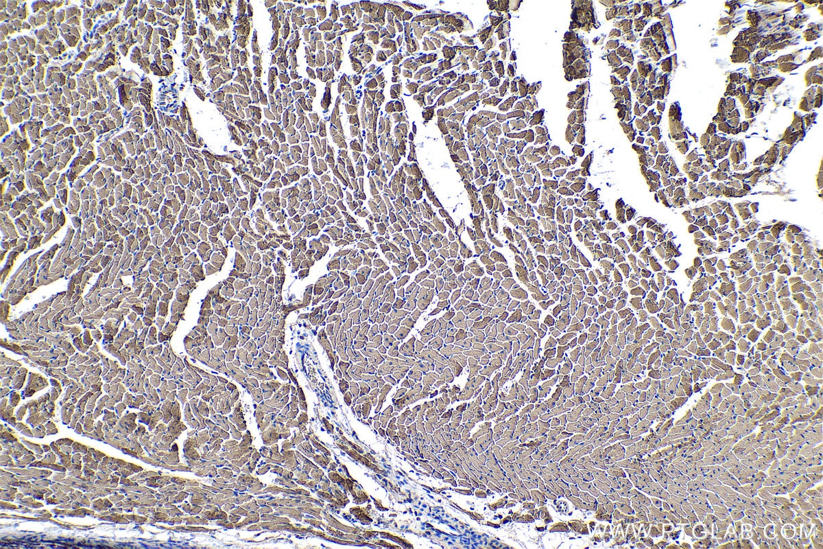 Immunohistochemical analysis of paraffin-embedded rat heart tissue slide using KHC0338 (MYL3 IHC Kit).