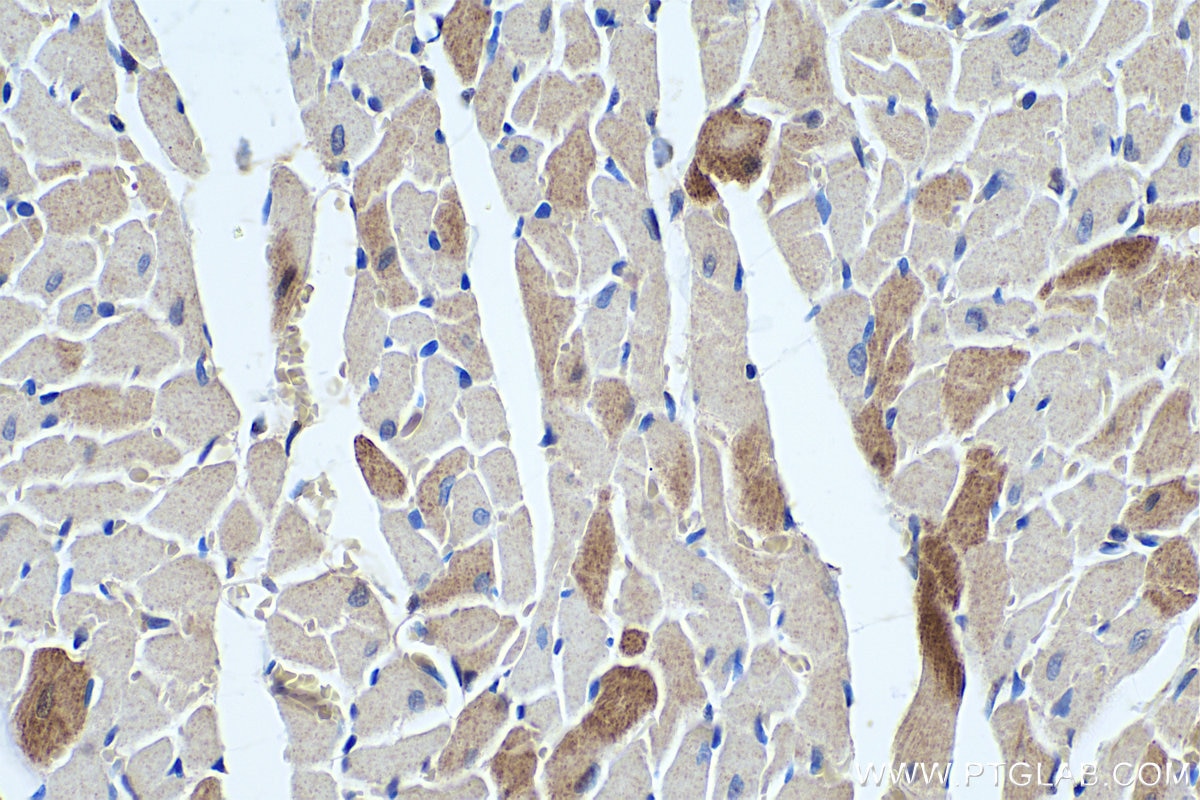 Immunohistochemical analysis of paraffin-embedded rat heart tissue slide using KHC0344 (MYL7 IHC Kit).