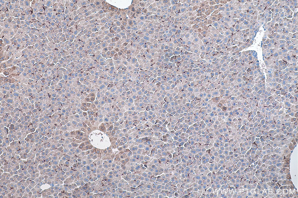 Immunohistochemical analysis of paraffin-embedded mouse liver tissue slide using KHC0208 (F4/80 IHC Kit).