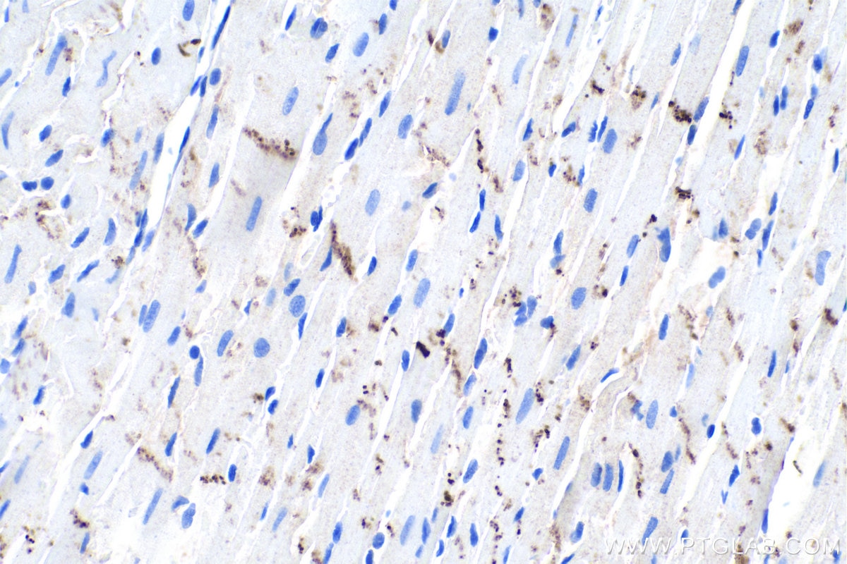 Immunohistochemical analysis of paraffin-embedded rat heart tissue slide using KHC0011 (N-cadherin IHC Kit).