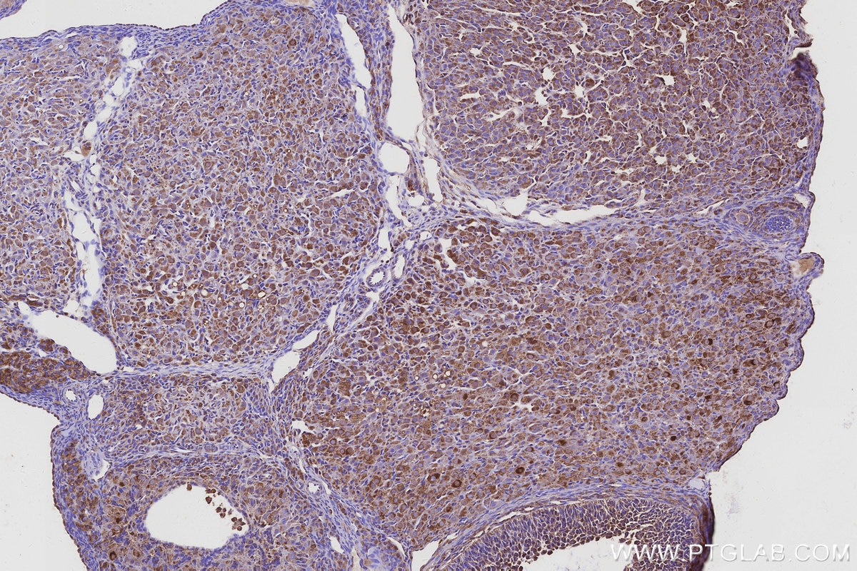 Immunohistochemical analysis of paraffin-embedded rat ovary tissue slide using KHC3098 (NACA IHC Kit).