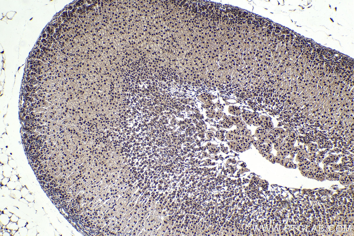 Immunohistochemical analysis of paraffin-embedded mouse adrenal gland tissue slide using KHC1882 (NACC1 IHC Kit).