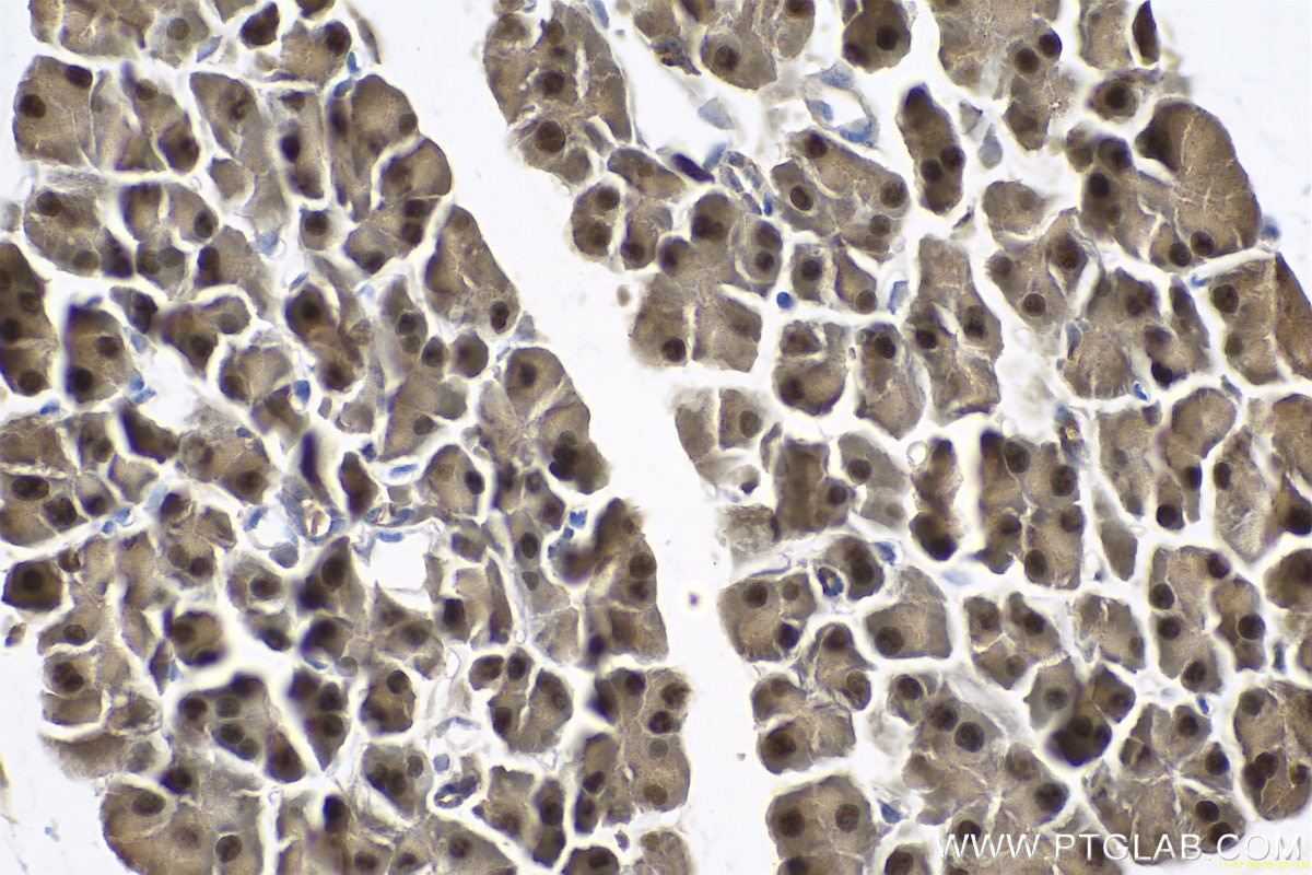 Immunohistochemical analysis of paraffin-embedded mouse pancreas tissue slide using KHC0681 (NANS IHC Kit).