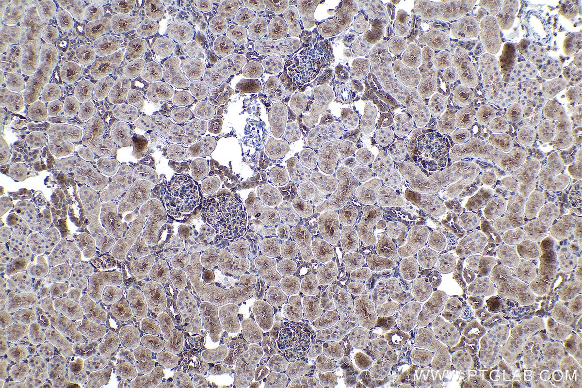 Immunohistochemical analysis of paraffin-embedded rat kidney tissue slide using KHC0859 (NAP1L1 IHC Kit).