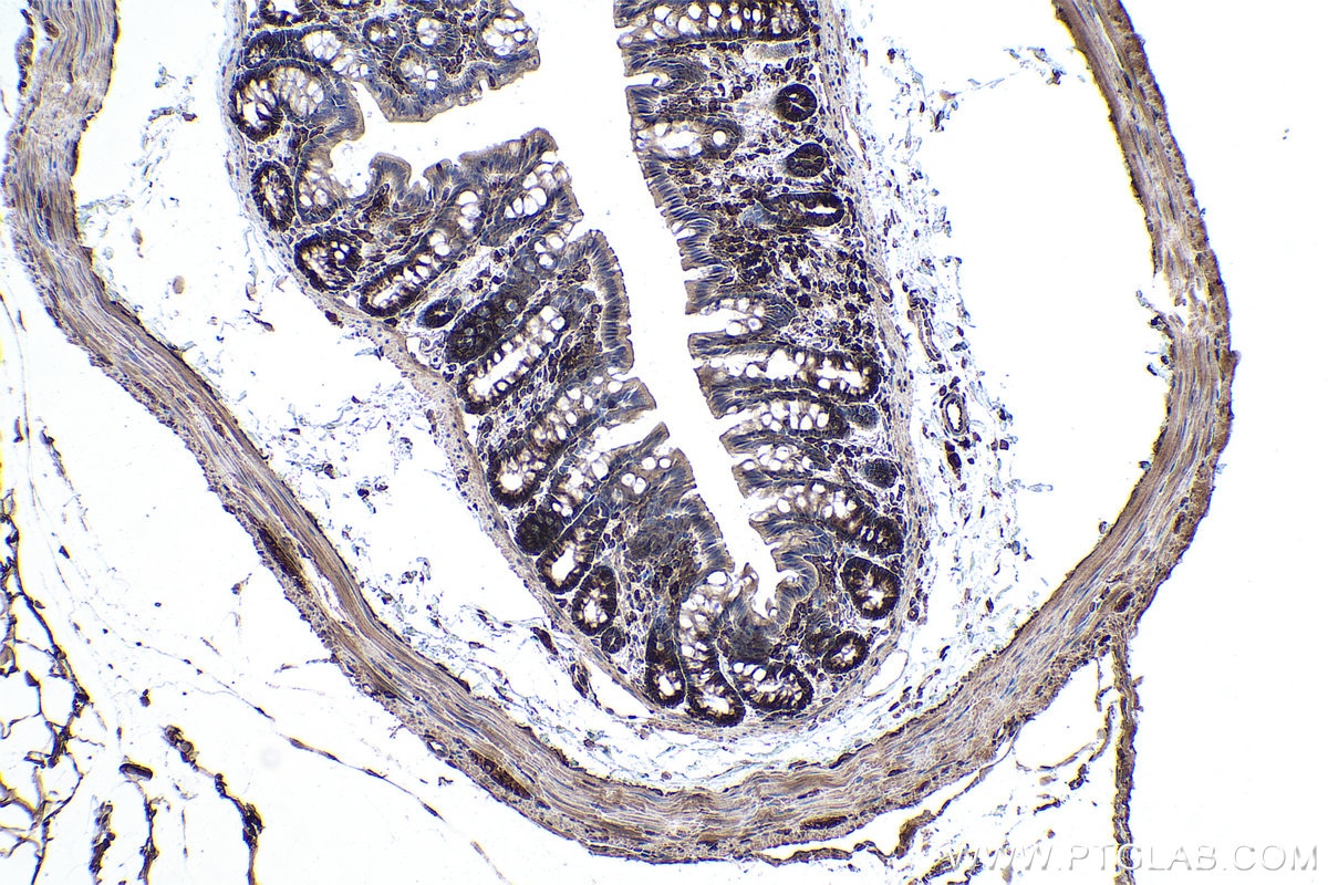 Immunohistochemical analysis of paraffin-embedded rat colon tissue slide using KHC0859 (NAP1L1 IHC Kit).