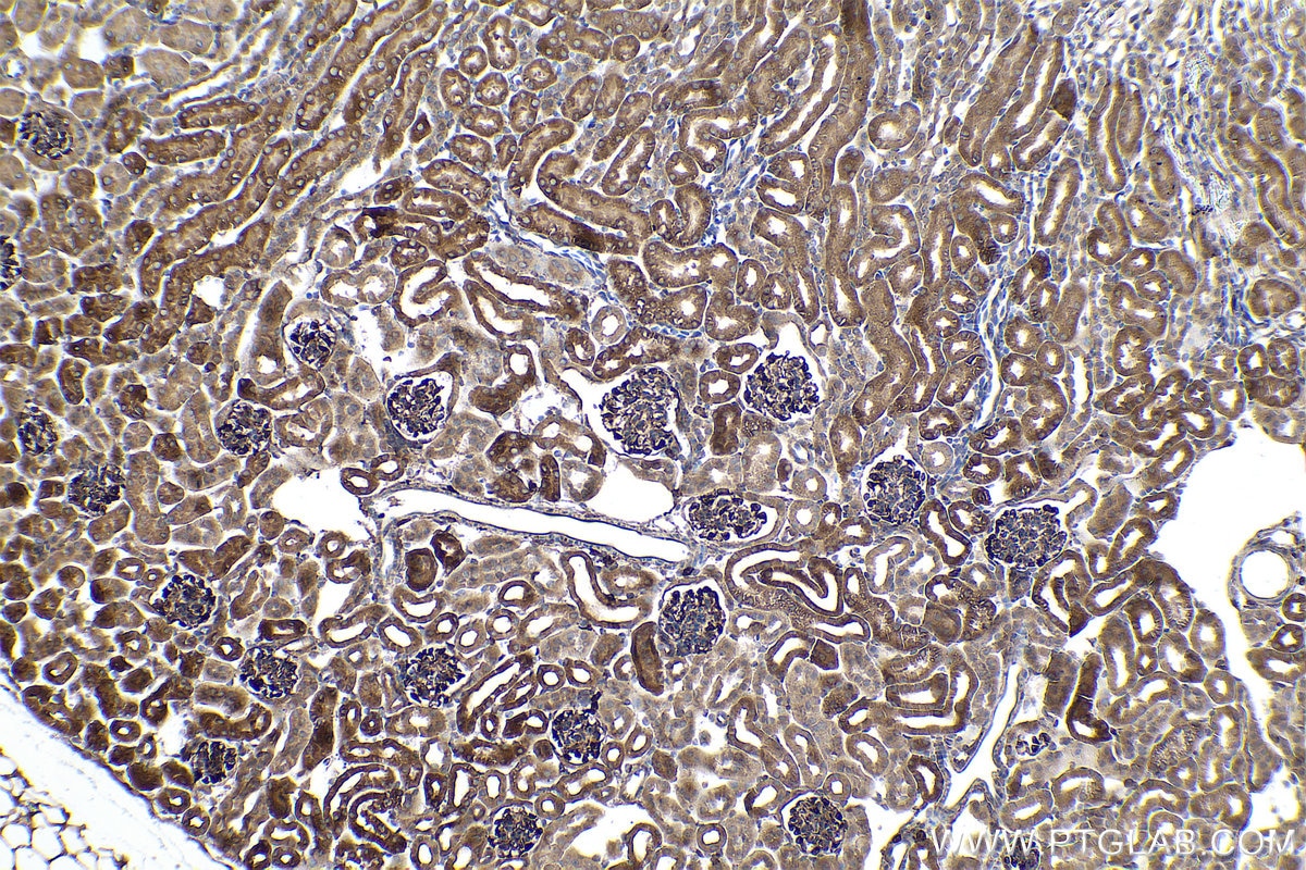 Immunohistochemical analysis of paraffin-embedded mouse kidney tissue slide using KHC0859 (NAP1L1 IHC Kit).