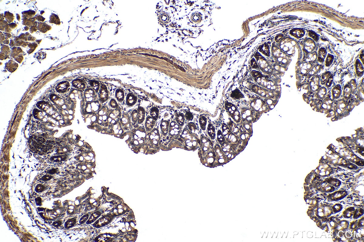 Immunohistochemical analysis of paraffin-embedded mouse colon tissue slide using KHC0859 (NAP1L1 IHC Kit).