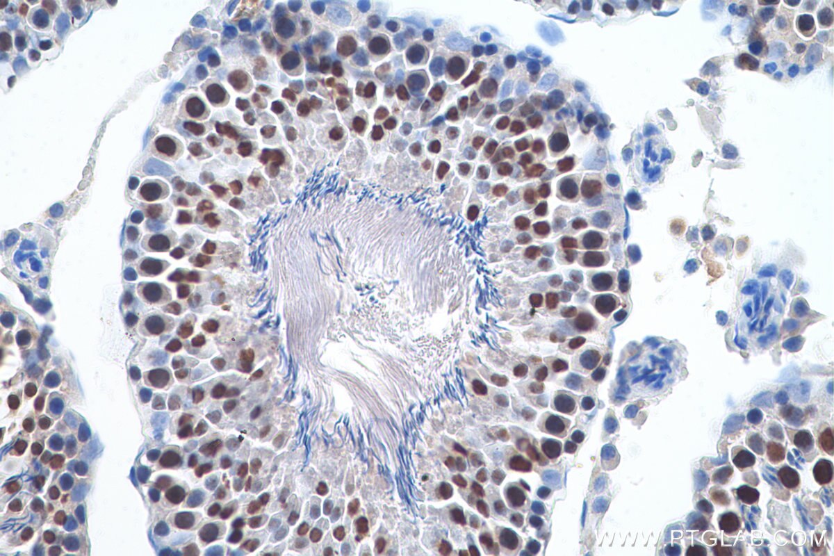 Immunohistochemical analysis of paraffin-embedded rat testis tissue slide using KHC0842 (NASP IHC Kit).