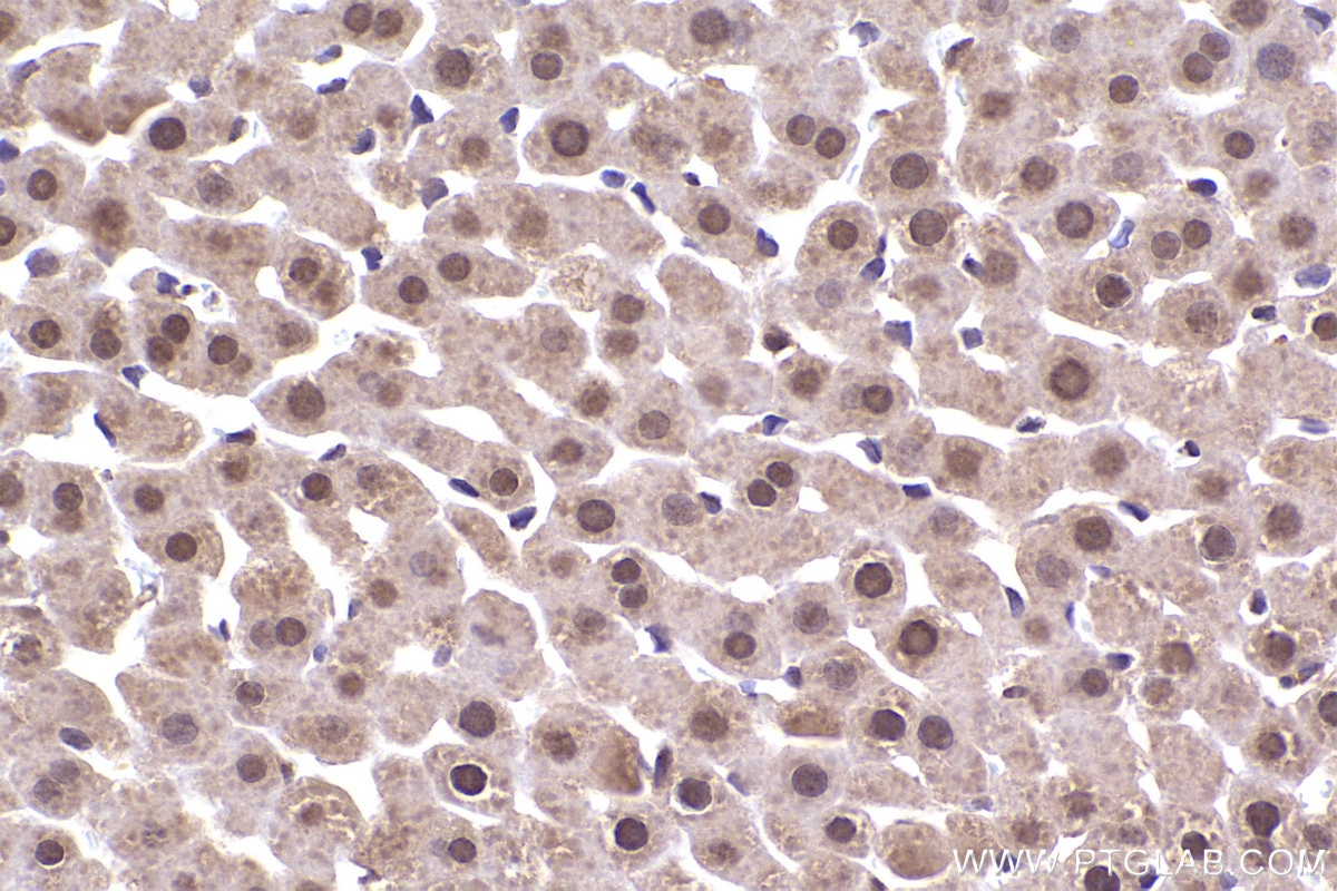 Immunohistochemical analysis of paraffin-embedded rat liver tissue slide using KHC2339 (NAT5 IHC Kit).