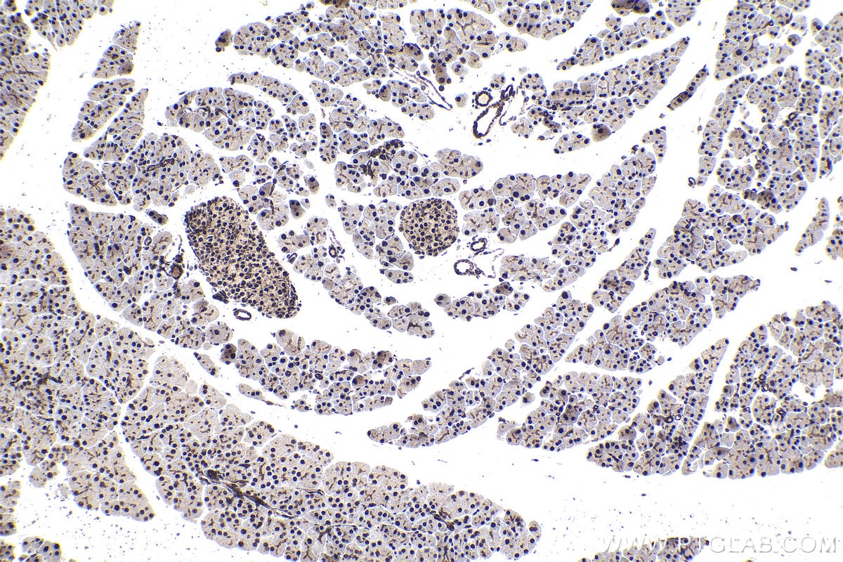 Immunohistochemical analysis of paraffin-embedded mouse pancreas tissue slide using KHC1687 (NCBP1 IHC Kit).
