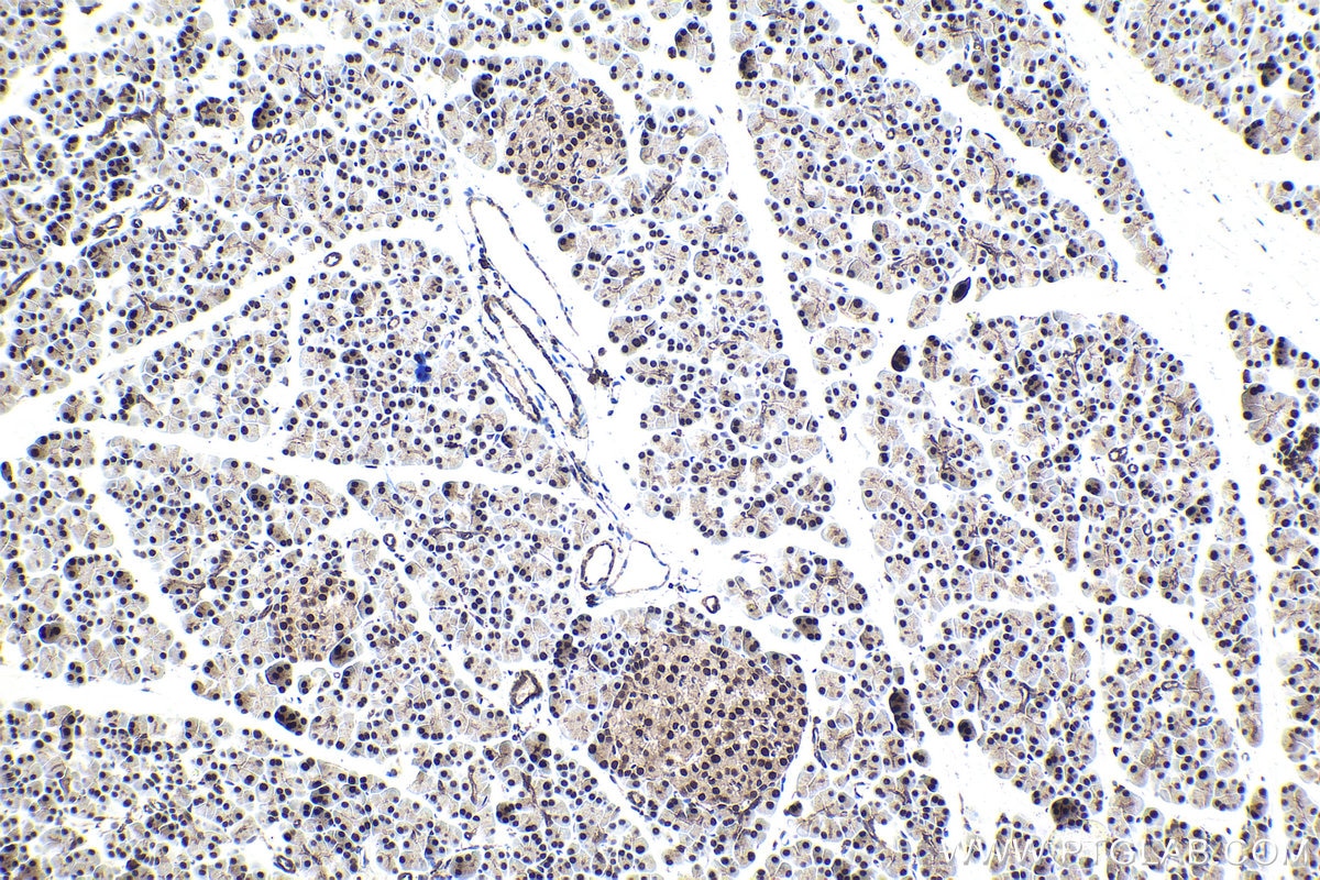Immunohistochemical analysis of paraffin-embedded rat pancreas tissue slide using KHC1687 (NCBP1 IHC Kit).