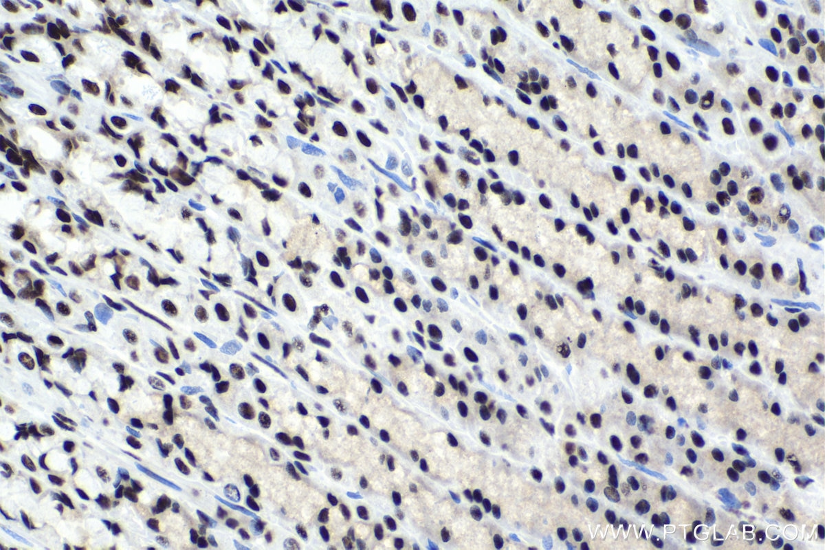 Immunohistochemical analysis of paraffin-embedded rat stomach tissue slide using KHC1621 (NCBP2 IHC Kit).