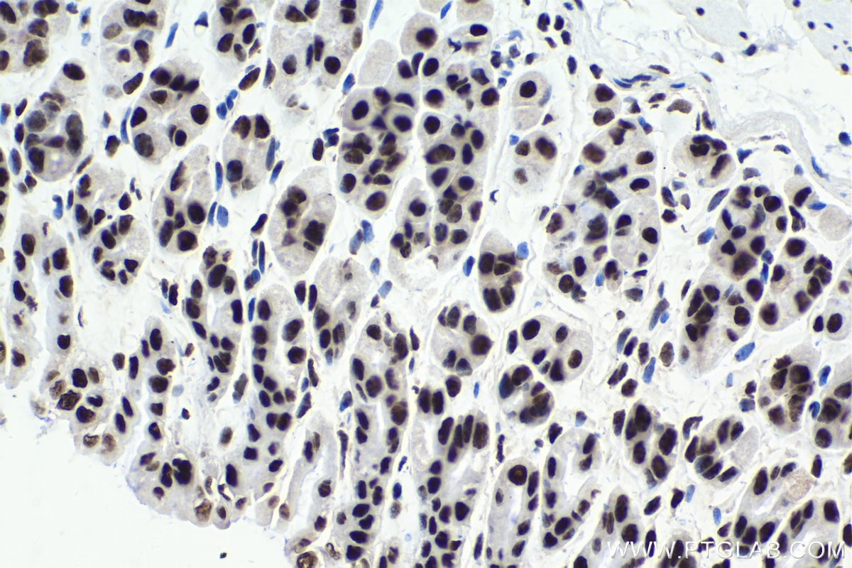 Immunohistochemical analysis of paraffin-embedded mouse stomach tissue slide using KHC1621 (NCBP2 IHC Kit).
