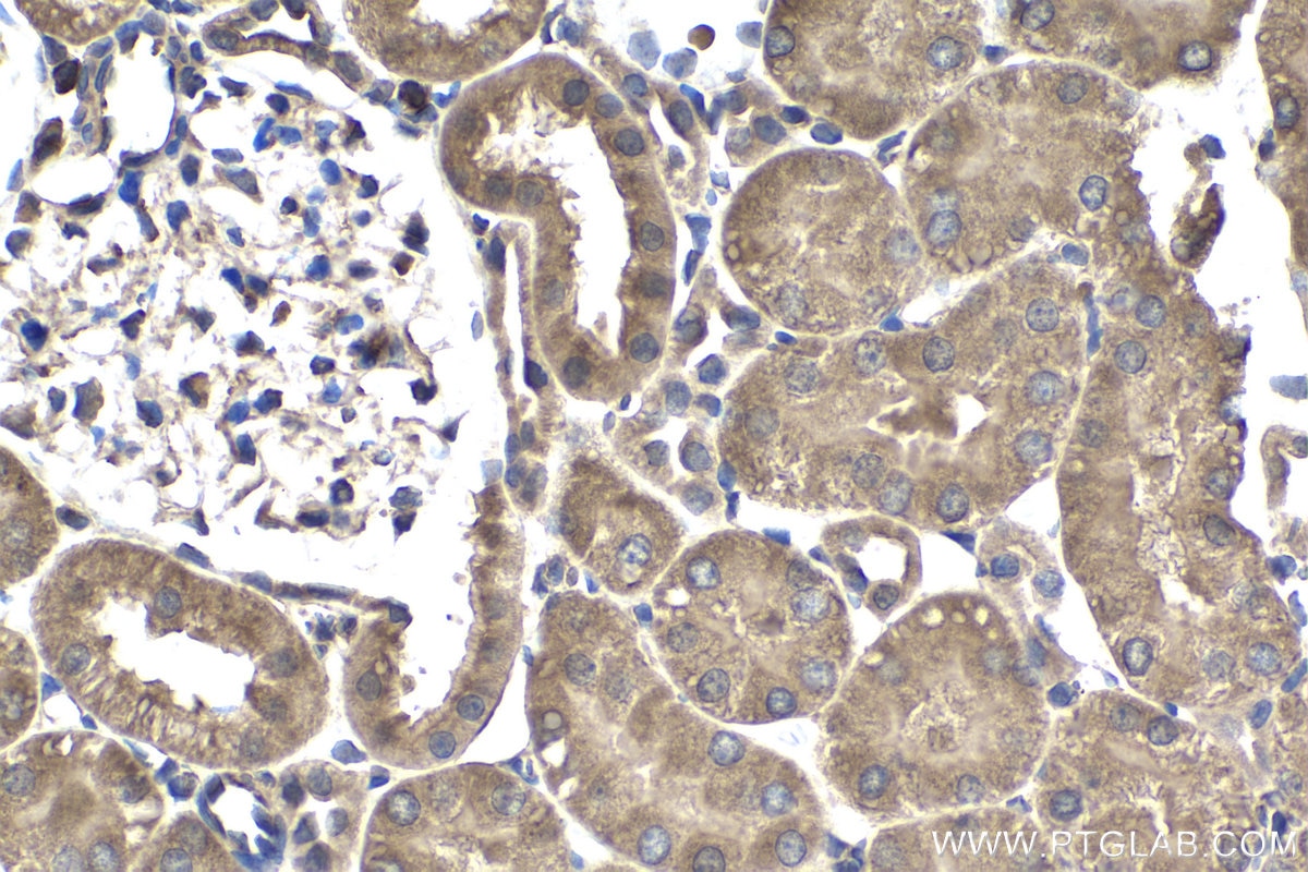 Immunohistochemical analysis of paraffin-embedded rat kidney tissue slide using KHC1537 (NCK1 IHC Kit).