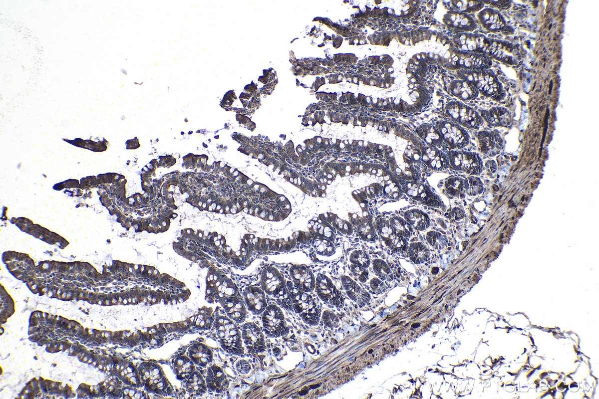 Immunohistochemical analysis of paraffin-embedded rat small intestine tissue slide using KHC1140 (NCKAP1L IHC Kit).