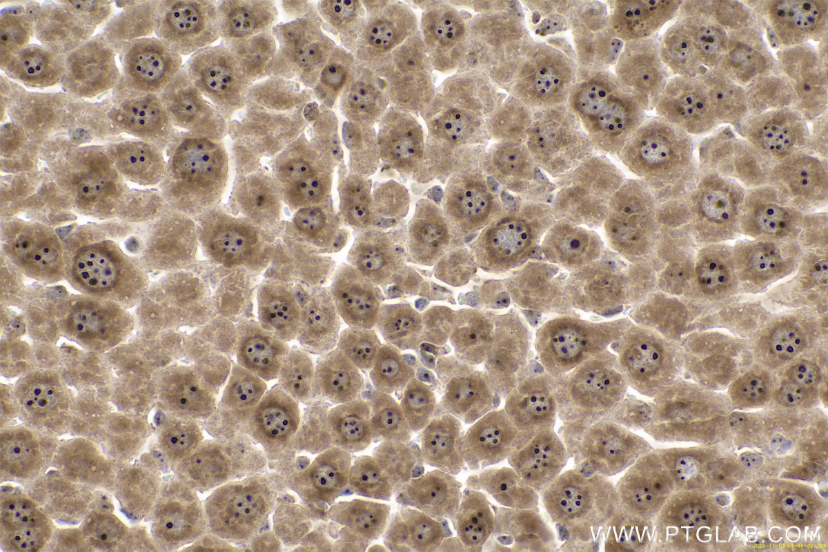 Immunohistochemical analysis of paraffin-embedded mouse liver tissue slide using KHC0661 (NCL IHC Kit).