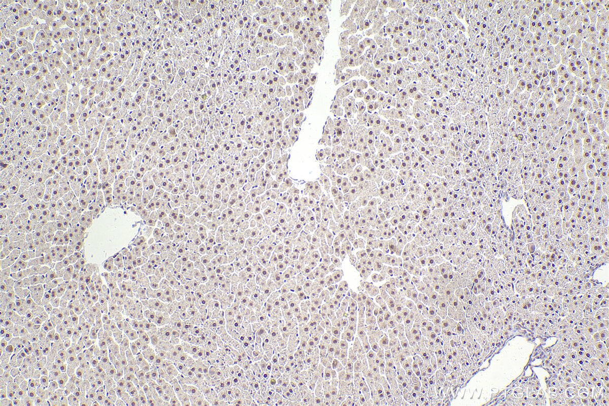 Immunohistochemical analysis of paraffin-embedded rat liver tissue slide using KHC2492 (NCOA2 IHC Kit).