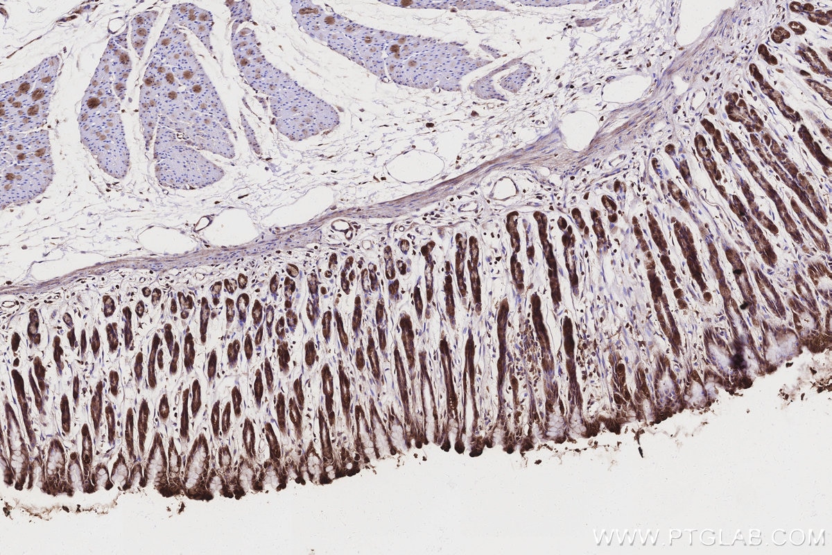Immunohistochemical analysis of paraffin-embedded rat stomach tissue slide using KHC3162 (ND1 IHC Kit).