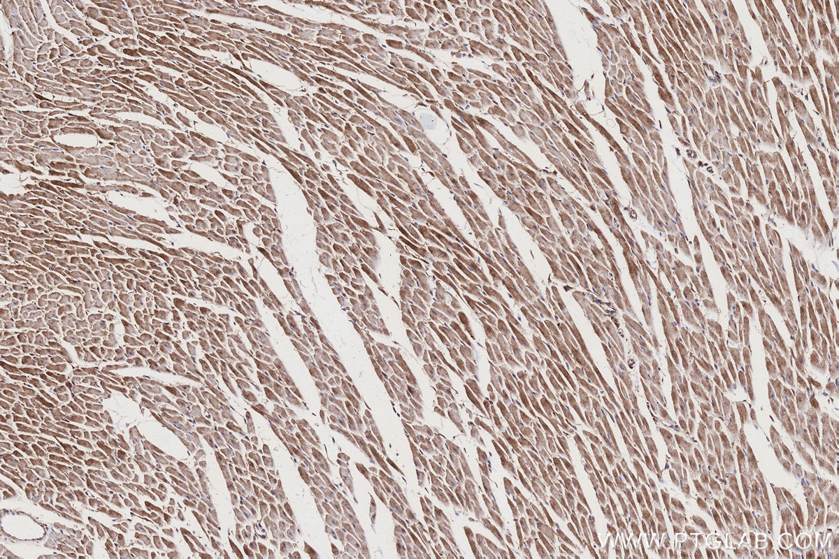 Immunohistochemical analysis of paraffin-embedded rat heart tissue slide using KHC3164 (ND4 IHC Kit).