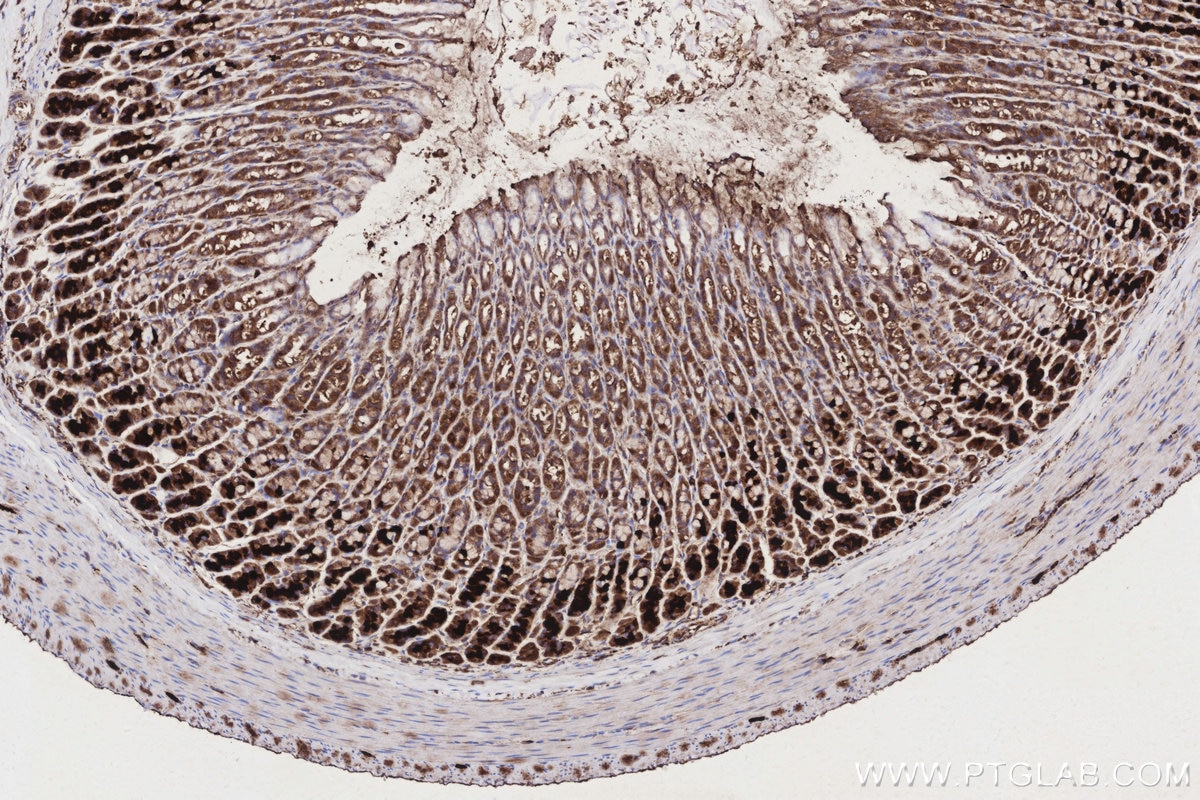 Immunohistochemical analysis of paraffin-embedded rat stomach tissue slide using KHC3164 (ND4 IHC Kit).
