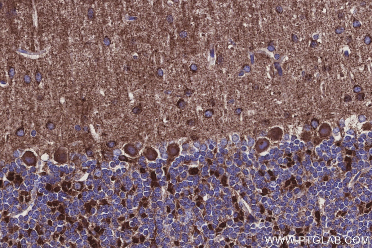 Immunohistochemical analysis of paraffin-embedded mouse cerebellum tissue slide using KHC3137 (NDUFA1 IHC Kit).