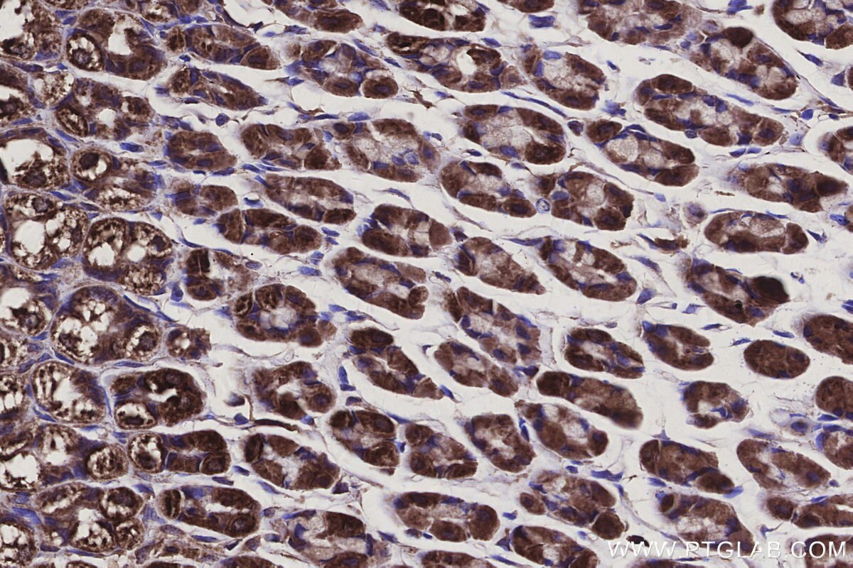 Immunohistochemical analysis of paraffin-embedded rat stomach tissue slide using KHC3137 (NDUFA1 IHC Kit).
